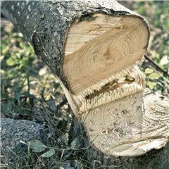 CORTASETOS HUSQVARNA BATERIA PROFESIONAL 522IHD75 - Imagen 6